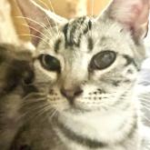 アメリカンショートヘア