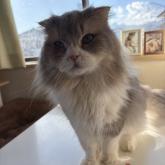 スコティッシュフォールド