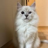 サイベリアン