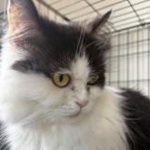 セルカークレックス