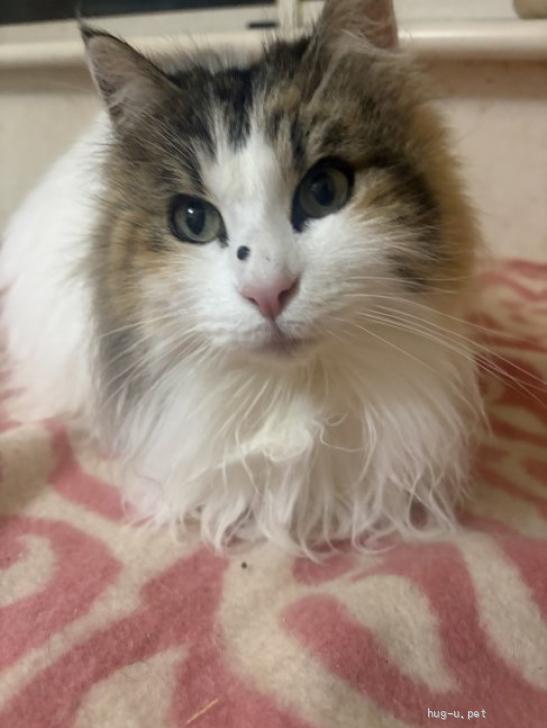 猫の里親募集】静岡県・ノルウェージャンフォレストキャット・可愛いお