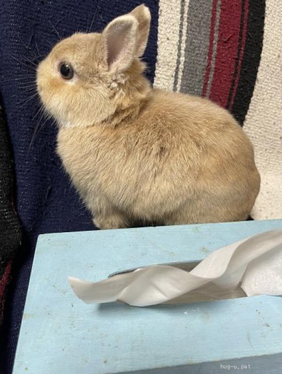 小動物の里親募集】群馬県・ウサギ・可愛いネザーランドドワーフ（ID:2408-00127）｜ハグー -みんなのペット里親情報