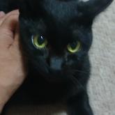 雑種