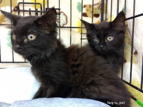 猫の里親募集】宮城県・雑種・黒長毛姉妹!訳ありで姉妹でお願いします