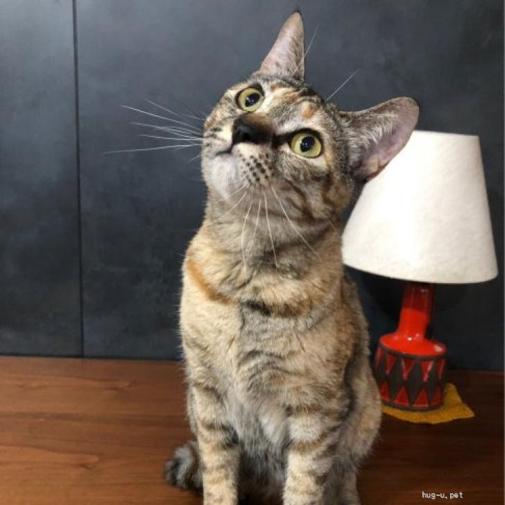 猫の里親募集】大阪府・雑種・とってもやんちゃな女の子！「きのこ