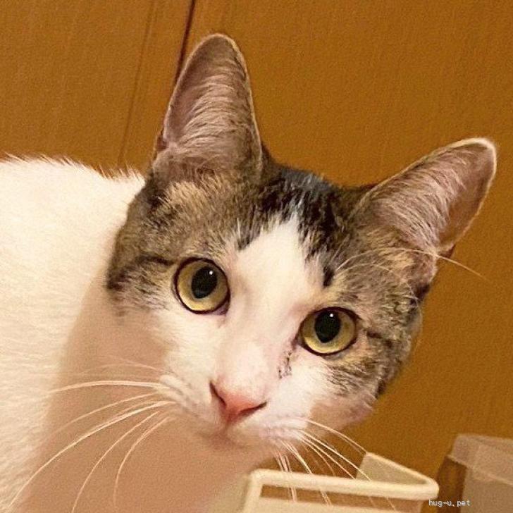 猫の里親募集】大阪府・雑種・6/21参加 元気いっぱいあつあげくん（ID