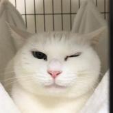 雑種