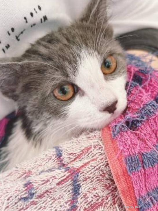 猫の里親募集】大阪府・雑種・グレーのハチワレ「モニカちゃん」（ID