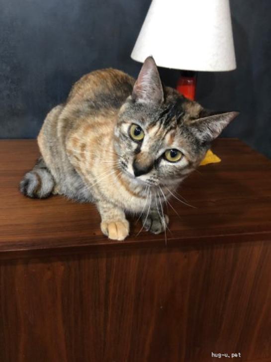 猫の里親募集】大阪府・雑種・とってもやんちゃな女の子！「きのこ