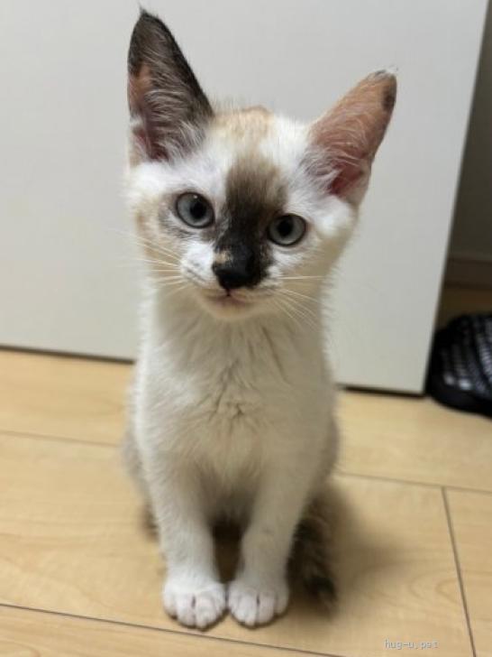 猫の里親募集】大阪府・雑種・お鼻の模様が可愛い「プップちゃん」（ID