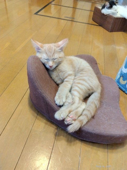猫の里親募集 和歌山県 雑種 ちょっとどんくさい 笑 びわ君 Id 27 ハグー みんなのペット里親情報
