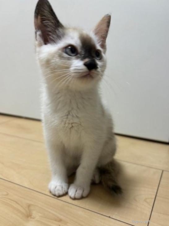 猫の里親募集】大阪府・雑種・お鼻の模様が可愛い「プップちゃん」（ID