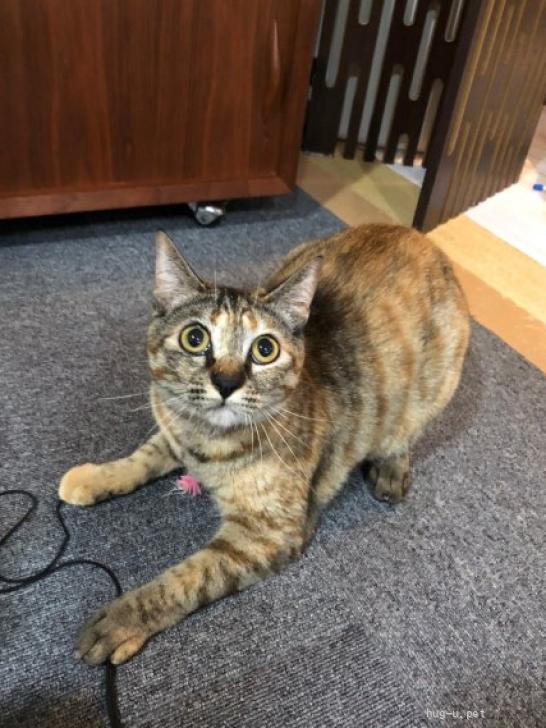 猫の里親募集】大阪府・雑種・とってもやんちゃな女の子！「きのこ