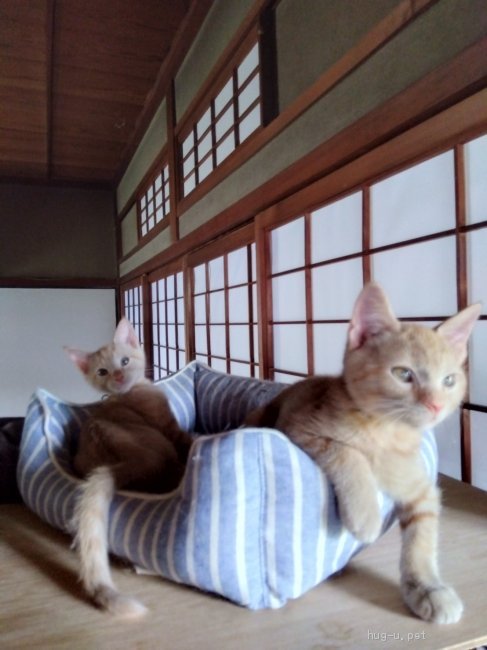 猫の里親募集 和歌山県 雑種 ちょっとどんくさい 笑 びわ君 Id 27 ハグー みんなのペット里親情報