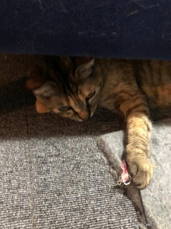 猫の里親募集】大阪府・雑種・とってもやんちゃな女の子！「きのこ