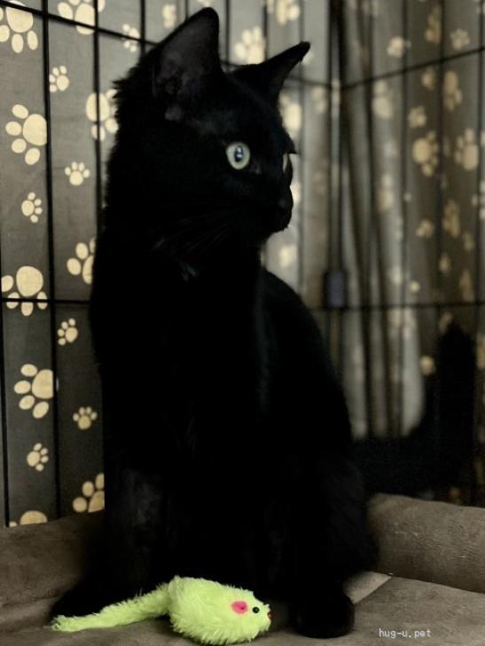 猫の里親募集】千葉県・雑種・尻尾がフサフサした懐っこい黒猫