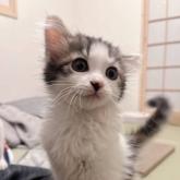 雑種