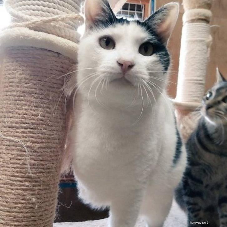 猫の里親募集】鹿児島県・雑種・白黒みつまるくん 誰とでも仲良くでき