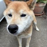 柴犬