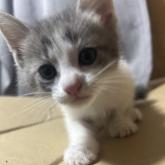 雑種
