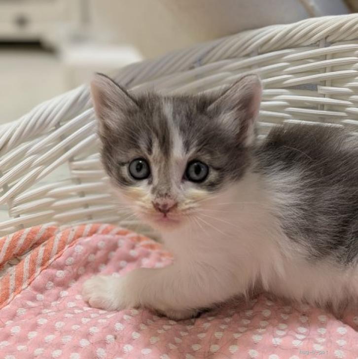 猫の里親募集】宮城県・雑種・とってもかわいいおちびちゃん♡（ID
