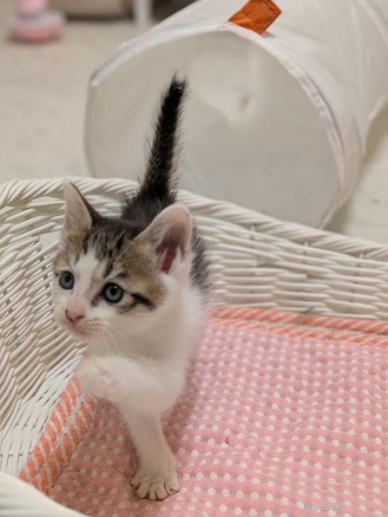 猫の里親募集】宮城県・雑種・人間大好きなかわいいおちびちゃん♡（ID