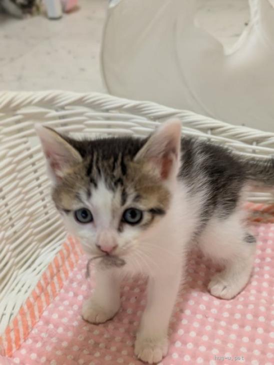 猫の里親募集】宮城県・雑種・人間大好きなかわいいおちびちゃん♡（ID