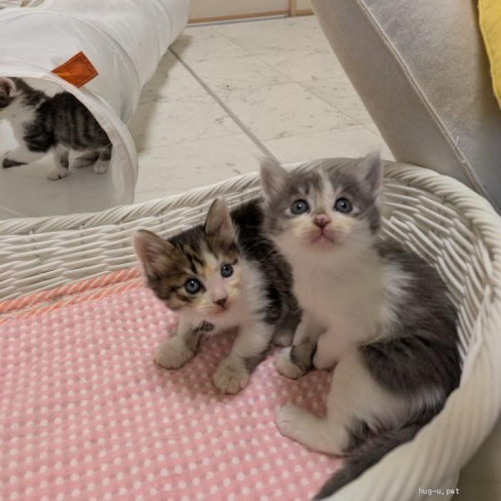 猫の里親募集】宮城県・雑種・とってもかわいいおちびちゃん♡（ID