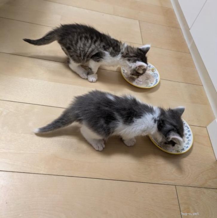 猫の里親募集】宮城県・雑種・とってもかわいいおちびちゃん♡（ID