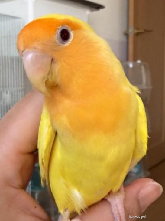 鳥の里親募集】埼玉県・インコ・文鳥ペア コザクラインコ（ID:2609