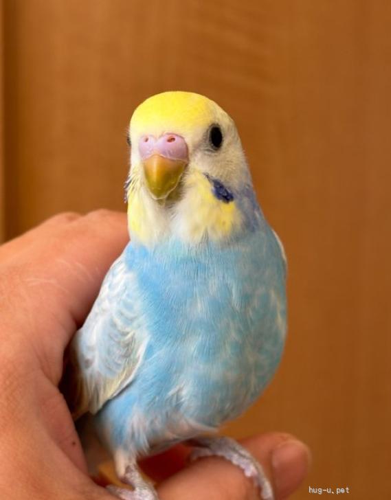 鳥の里親募集】埼玉県・インコ・ジャンボセキセイインコ（ID:2506