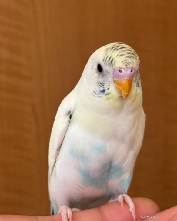 鳥の里親募集】埼玉県・インコ・ジャンボセキセイインコ（ID:2506