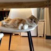 スコティッシュフォールド