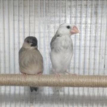 高知鳥ペット 人気