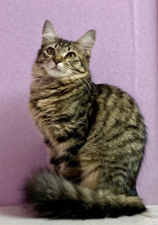 猫の里親募集】京都府・雑種・尻尾フサフサマカロンちゃん（ID:2411