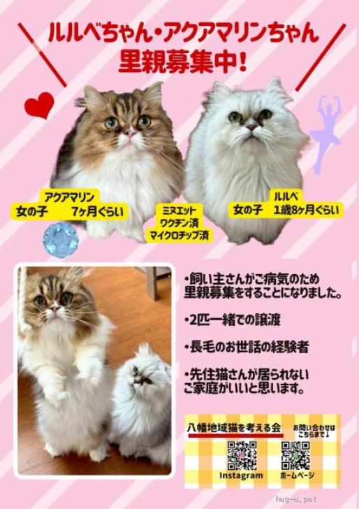 猫の里親募集】京都府・ミヌエット・遊ぶの大好きアクアマリンちゃん