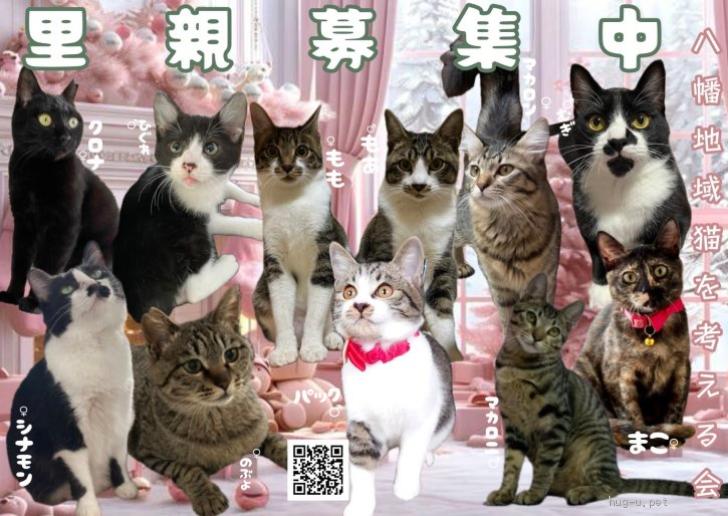 猫の里親募集】京都府・雑種・尻尾フサフサマカロンちゃん（ID:2411