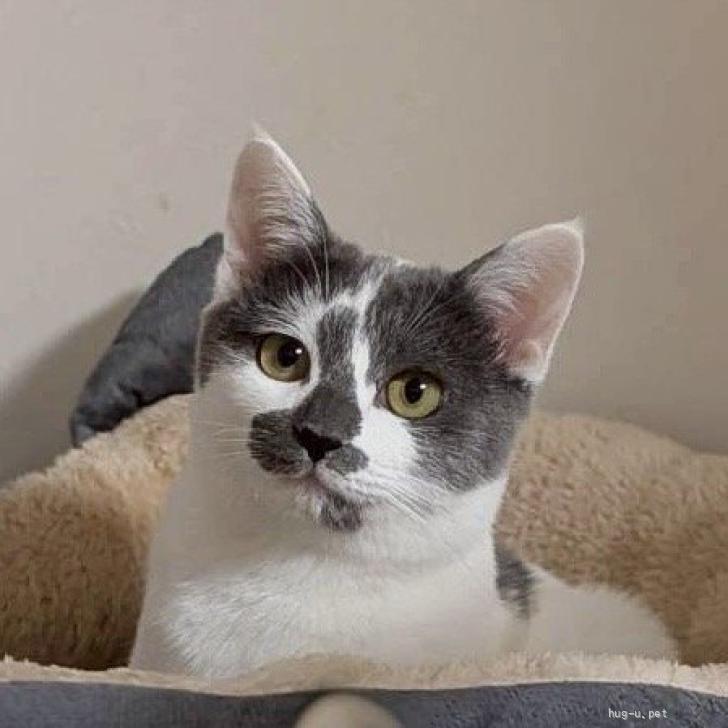 猫さんです！他の方はご購入頂けませんのでご注意下さいませ。 猫の里親募集】東京都・雑種・1/12高田馬場肝っ玉が据わったのんびり大