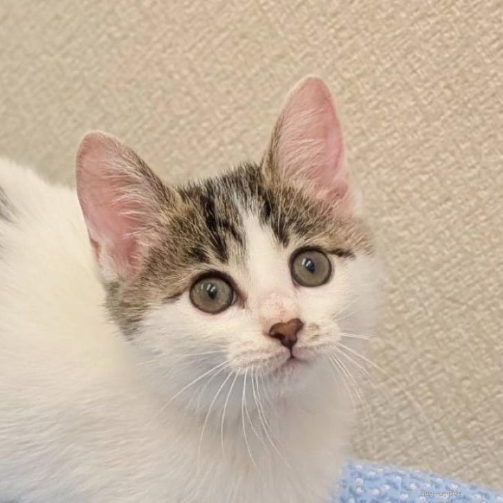 猫の里親募集】東京都・雑種・7/26高田馬場☆のんびりゆっくりほんわか