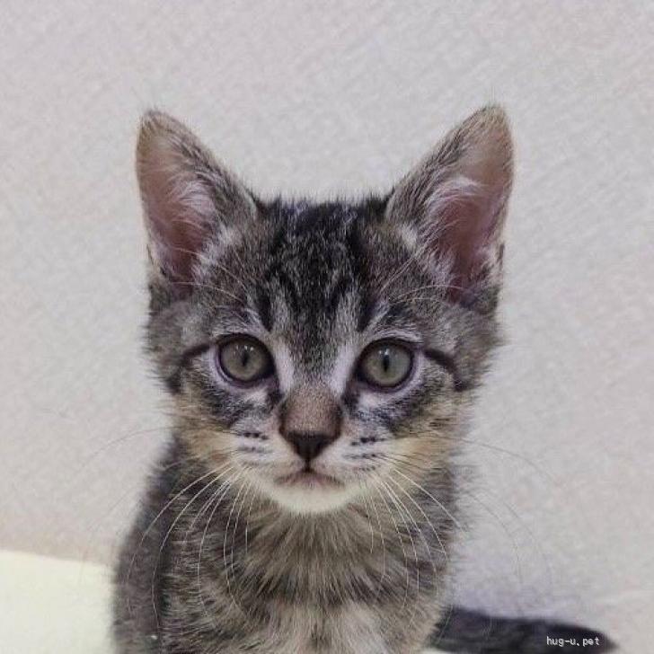 猫の里親募集】東京都・雑種・11/24高田馬場☆小柄で可愛いカギ尻尾の