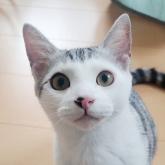 雑種