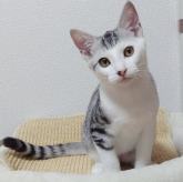 雑種