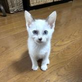 雑種
