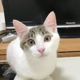 雑種