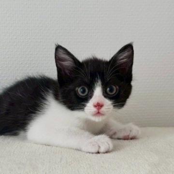 猫の里親募集一覧｜ハグー -みんなのペット里親情報