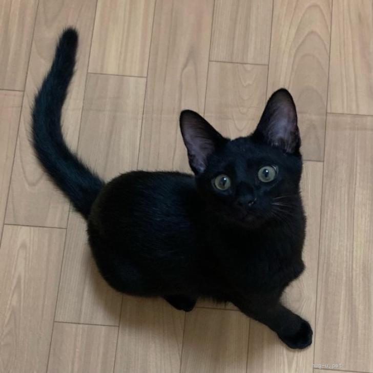 猫の里親募集】東京都・雑種・1/26高田馬場☆穏やかで優しいジェントル