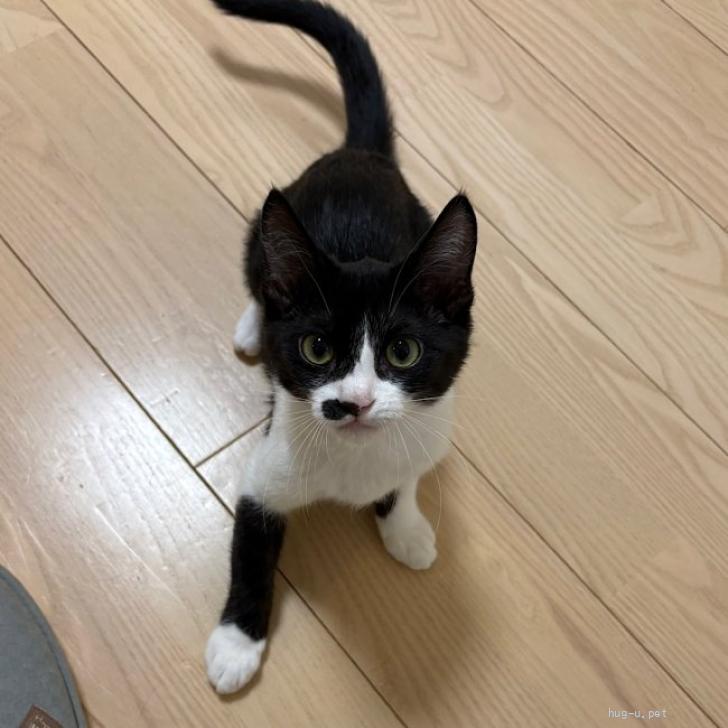 猫の里親募集】東京都・雑種・7/5高田馬場☆魅惑のほくろ美少女（ID