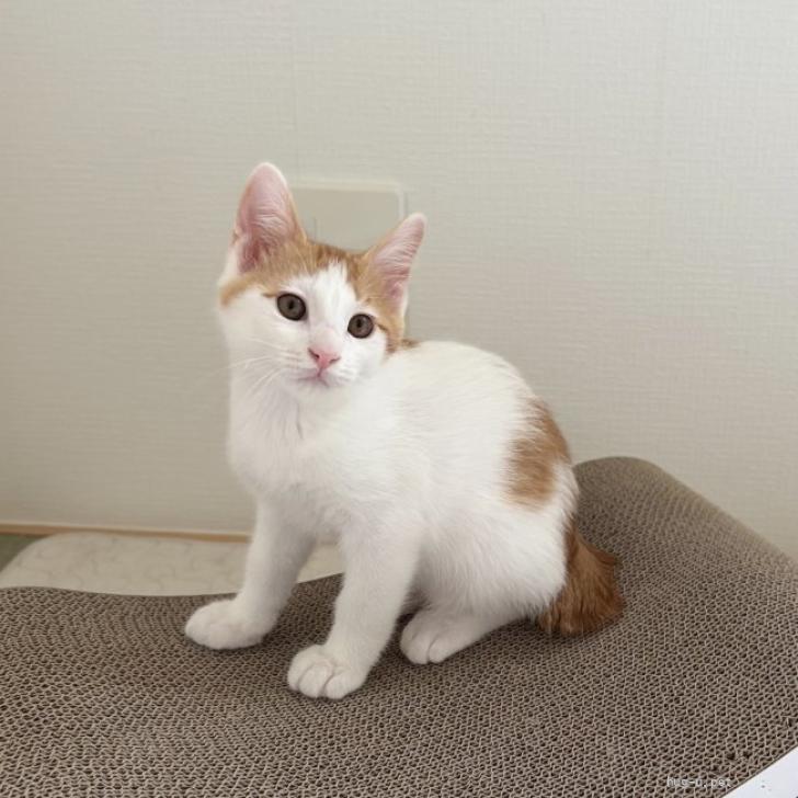 猫の里親募集】千葉県・雑種・7/26高田馬場☆つぶらな瞳の愛されboy