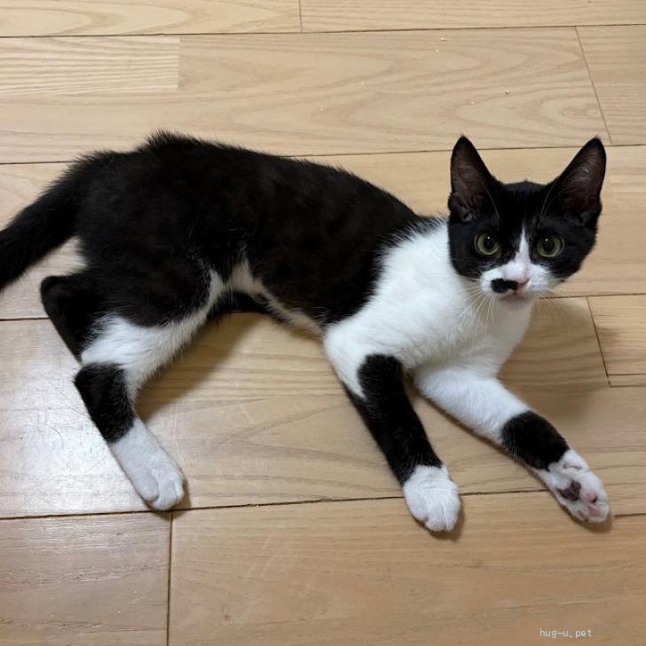 猫の里親募集】東京都・雑種・7/5高田馬場☆魅惑のほくろ美少女（ID