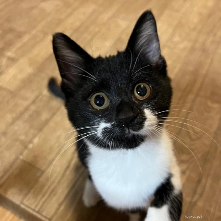 猫の里親募集】千葉県・雑種・10/29高田馬場☆ドングリまなこが可愛い